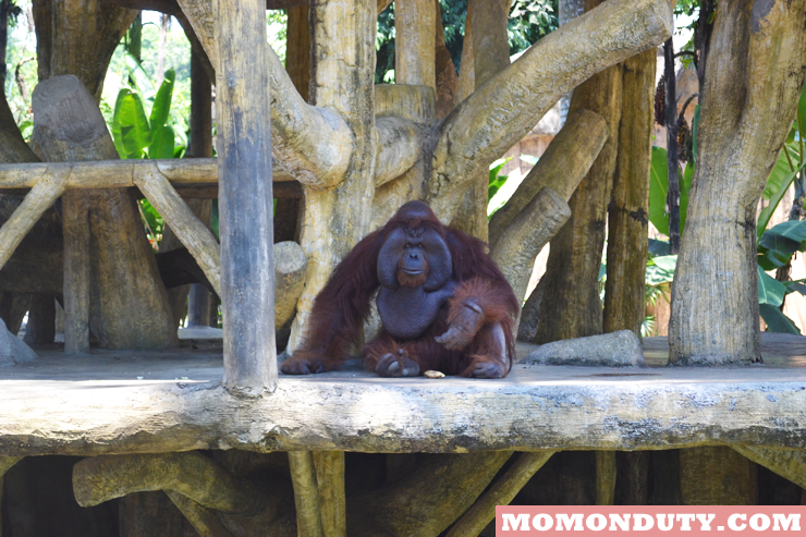 Joey the Orangutan