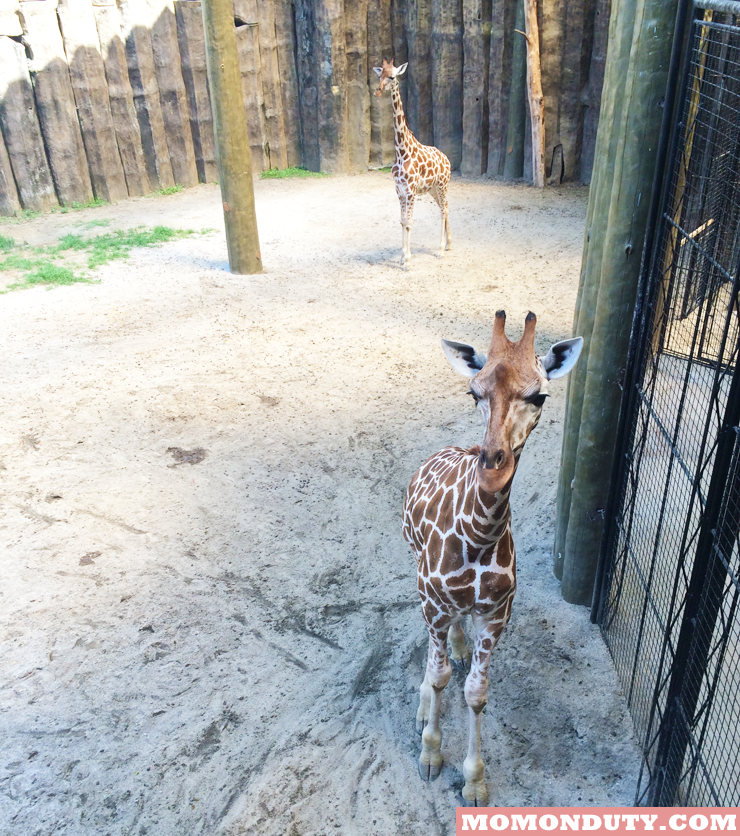 Giraffes at Avilon Zoo