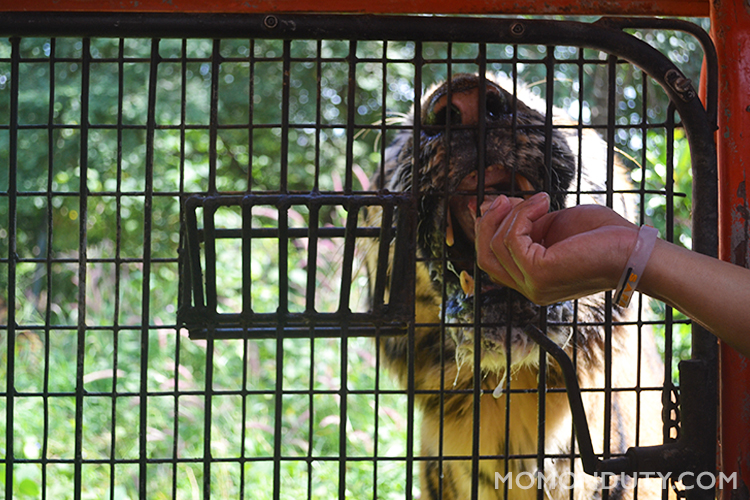Zoobic Safari provides a one of a kind experience for guests with their close encounters with animals.